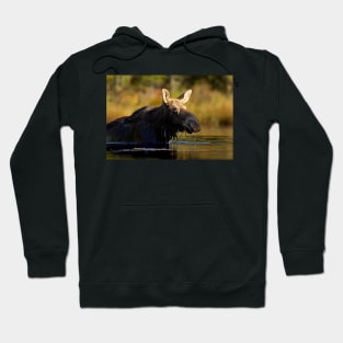 Swimming with Moose - Algonquin Park, Canada Hoodie